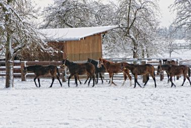 Image de l'article La micro-entreprise dans le domaine du cheval